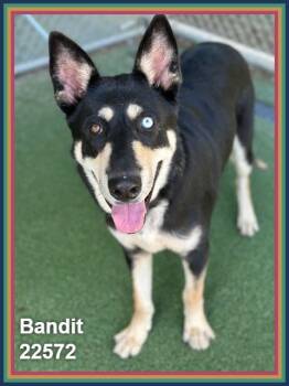 BANDIT -  Siberian Husky and German Shepherd Dog Dog for Adoption in Marietta, Georgia - BANDIT | PetCurious