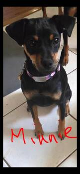 Minnie(Minerva) -  Miniature Pinscher Dog for Adoption in Carlsbad, California - Minnie(Minerva) | PetCurious