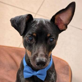 Bacon -  Miniature Pinscher Dog for Adoption in Tampa, Florida - Bacon | PetCurious