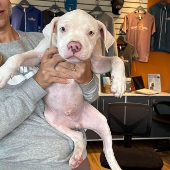 Jazz (Male) -  Mixed Breed and None Dog for Adoption in Bend, Oregon - Jazz (Male) | PetCurious