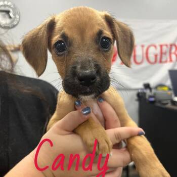 Candy -  Mixed Breed Dog for Adoption in Merritt Island, Florida - Candy | PetCurious