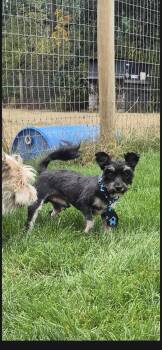 Jax -  Mixed Breed Dog for Adoption in Olympia, Washington - Jax | PetCurious