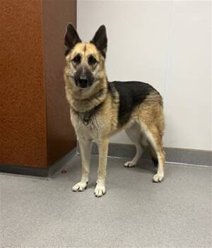 Rescue German Shepherd Dog Dogs for Adoption in Rancho Cucamonga, California - DEPUTY | PetCurious