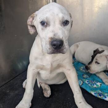 Pit Bull Terrier Dogs Available for Adoption in Birmingham, Alabama - Peanut | PetCurious