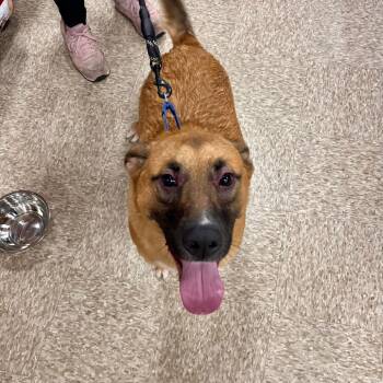 Rescue German Shepherd Dog Dogs for Adoption in Monroe, Michigan - Finn | PetCurious