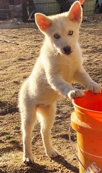 Australian Cattle Dog Blue Heeler Dogs Available for Adoption - River Runs 2 | PetCurious