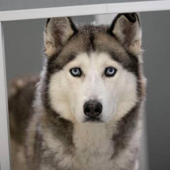 Smokey MY26-71 -  Husky Dog for Adoption in Peyton, Colorado - Smokey MY26-71 | PetCurious