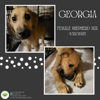 Rescue Shepherd Dogs for Adoption in Pottstown, Pennsylvania - Georgia | PetCurious