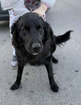 Border Collie and Golden Retriever Dogs Available for Adoption - Odie | PetCurious