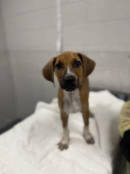 Orchid -  Mixed Breed Dog for Adoption in Sevierville, Tennessee - Orchid | PetCurious