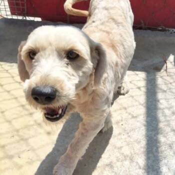Sasha -  Mixed Breed Dog for Adoption in Sunderland, Ontario - Sasha | PetCurious