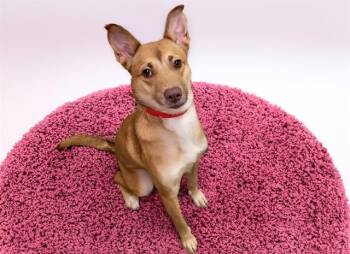 DELIHAH -  German Shepherd Dog and Mixed Breed Dog for Adoption in Fort Lauderdale, Florida - DELIHAH | PetCurious