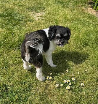 Shih Tzu Dogs Available for Adoption in Newberg, Oregon - Sammy | PetCurious