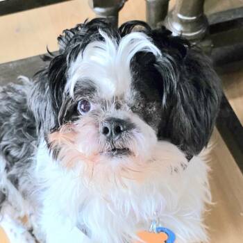 Shih Tzu Dogs Available for Adoption - Maximus | PetCurious