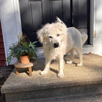 Thonjar/Bubba--COME MEET -  Golden Retriever and Mixed Breed Dog for Adoption in Medfield, Massachusetts - Thonjar/Bubba--COME MEET | PetCurious