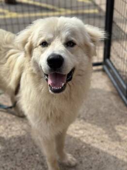 Great Pyrenees and Mixed Breed Dogs Available for Adoption in Morton Grove, Illinois - Chudley | PetCurious