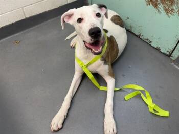 BENTLEY -  Pit Bull Terrier and Labrador Retriever Dog for Adoption in Antioch, California - BENTLEY | PetCurious