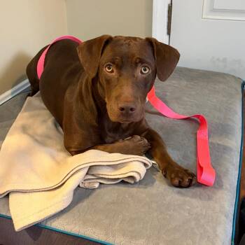 Tikki -  Mixed Breed Dog for Adoption in Rockville, Maryland - Tikki | PetCurious