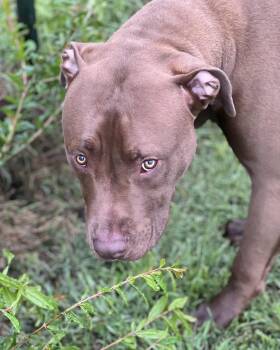 Pit Bull Terrier Dogs Available for Adoption in Temple, Texas - Muddy | PetCurious