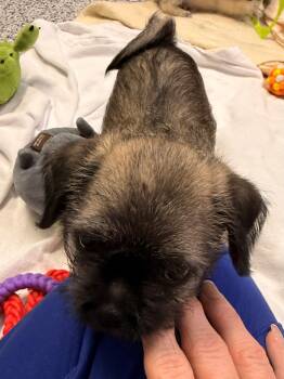 Angelica -  Pug Dog for Adoption in Allegan, Michigan - Angelica | PetCurious