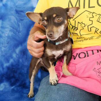 Chihuahua Dogs Available for Adoption - MARGARITA | PetCurious