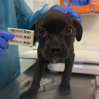 Woody -  Mixed Breed Dog for Adoption in Charleston, West Virginia - Woody | PetCurious