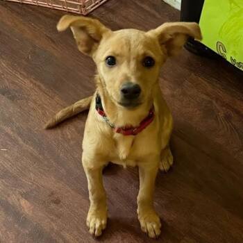 Terrier and Mixed Breed Dogs Available for Adoption in Corpus Christi, Texas - Eloisa | PetCurious