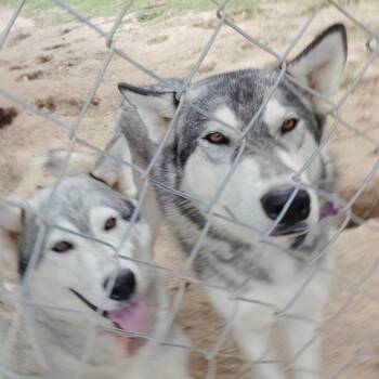 Maya and Frankie -  Husky and Mixed Breed Dog for Adoption in Beaumont, Texas - Maya And Frankie | PetCurious
