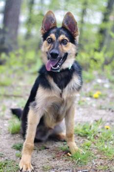 Shepherd Dogs Available for Adoption in Manchester, New Hampshire - Haddock In NH! Come Meet Our Adoptable Dogs Wednesday-Saturday.  | PetCurious