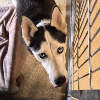 Husky Dogs Available for Adoption in Reno, Nevada - Scarlett | PetCurious