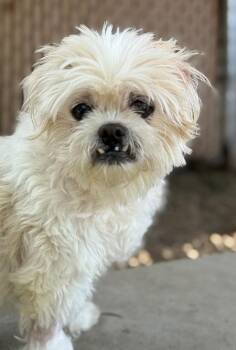 Rescue Lhasa Apso Dogs for Adoption in Laguna Beach, California - Latte | PetCurious