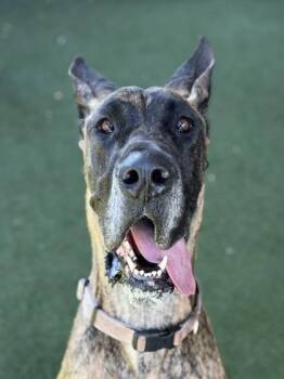 Phoebe -  Great Dane Dog for Adoption in Sacramento, California - Phoebe | PetCurious