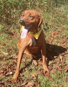 Rescue Redbone Coonhound Dogs for Adoption in Westminster, Maryland - Ruby | PetCurious