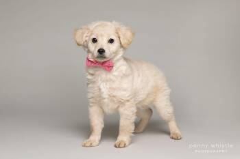 Poodle Dogs Available for Adoption - Bryson | PetCurious