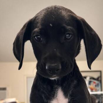 Black Labrador Retriever and Mixed Breed Dogs Available for Adoption in Wimberley, Texas - Veronica | PetCurious
