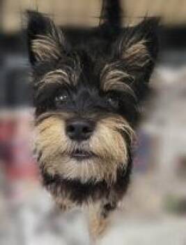 Cash -  Mixed Breed Dog for Adoption in Portsmouth, Ohio - Cash | PetCurious