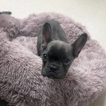Beckham -  French Bulldog Dog for Adoption in Berlin, New Jersey - Beckham | PetCurious
