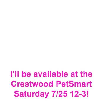 Tia -  Maltese Dog for Adoption in Matteson, Illinois - Tia | PetCurious