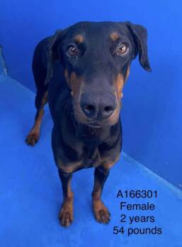 Doberman Pinscher and Mixed Breed Dogs Available for Adoption - Pearl | PetCurious