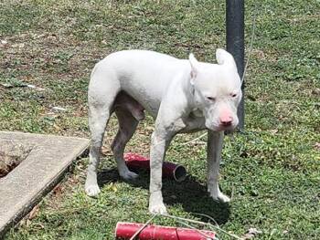 American Staffordshire Terrier Dogs Available for Adoption in San Antonio, Texas - CHARLES | PetCurious