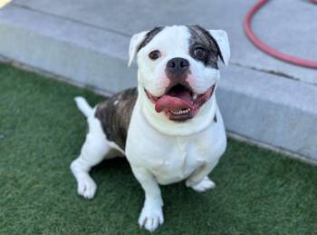 DR BANNER -  English Bulldog and Pit Bull Terrier Dog for Adoption in Santa Clara, California - DR BANNER | PetCurious