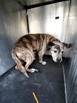 American Staffordshire Terrier Dogs Available for Adoption - MOLLY | PetCurious