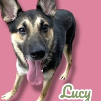 Rescue German Shepherd Dog Dogs for Adoption in Scottsdale, Arizona - Lucy | PetCurious