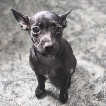 Riot -  Chihuahua Dog for Adoption in Moses Lake, Washington - Riot | PetCurious
