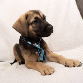 Macbeth (Ready for a FUN family) -  Labradoodle Dog for Adoption in Mobile, Alabama - Macbeth (Ready For A FUN Family) | PetCurious