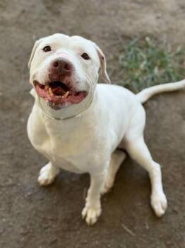 WINTER -  Pit Bull Terrier Dog for Adoption in Riverside, California - WINTER | PetCurious