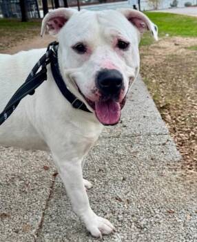 Labrador Retriever Dogs Available for Adoption - K’jay | PetCurious