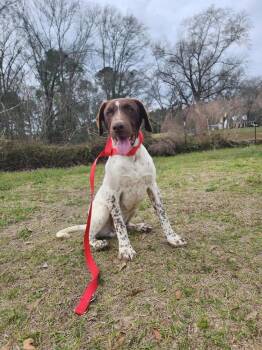Pointer Dogs Available for Adoption - Chex | PetCurious