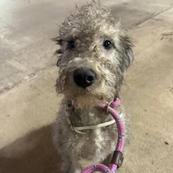 Billie -  Poodle and Mixed Breed Dog for Adoption in Newark, New Jersey - Billie | PetCurious