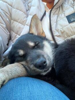 26-03 Mia -  Husky and Border Collie Dog for Adoption in St. Helens, Oregon - 26-03 Mia | PetCurious